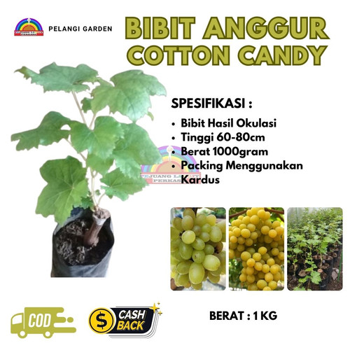 AMANAH ! H.Tovix CALL: 0813-8015-3311 Penjual Pohon Buah  Anggur Catton Candy Ke Siantan Timur-Kepul.jpg