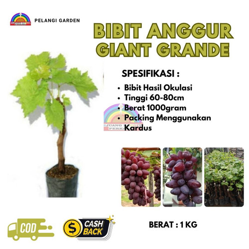 BISA COD ! H.Tovix CALL: 0813-8015-3311 Penjual Tanaman Anggur Giant Grade Kecil Ke Singkep Selatan-.jpg