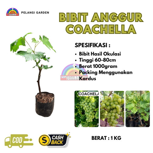 HARGA RESELLER ! H.Tovix CALL: 0813-8015-3311 Penjual Tanaman Buah Anggur Coachella Ke Palmatak-Kepu.jpg