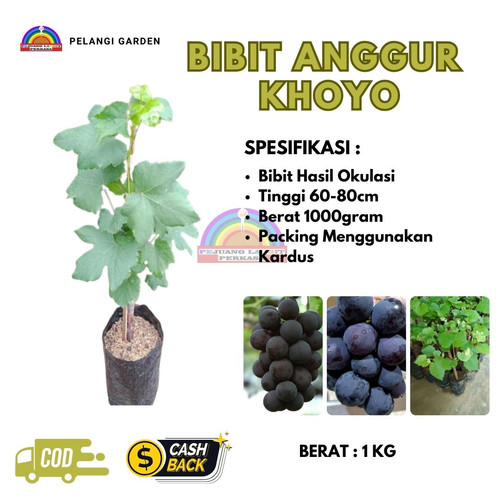 Klik https://wa.me/6281380153311  Penjual Bibit Buah Anggur Khoy , Tanaman Buah Anggur Hijau, Pohon Buah Anggur Brazil, Pohon Buah Anggur Merah, Pohon Buah Anggur Hijau

PELANGI GARDEN
	
Melayani : 
1. Jasa Pengonsepan & Pembuatan Wisata Kebun/Alam & Edu Wisata DLL.
2. Jasa Pengonsepan, Penanaman, Perawatan, dan Pemasaran hasil Kebun/Pekarangan.
3. Jasa Pembuatan Taman Rumah, Sekolah & Kantor
4. Jual Berbagai Bibit Buah Unggul
5. Jual Pupuk, Obat & Media Tanam
6. Jual Berbagai Tanaman Bunga untuk Taman
7. Tempat Rekreasi, Wisata Edukasi, Tradisonal Kuliner & Tempat Berkumpulnya Keluarga.

Desa Purwosari Rt 06/01
Kec. Puring
Kab. Kebumen
Jawa Tengah 
Kode Pos 54383
( Sebelah Utara Balaidesa Purwosari )
Kunjungi juga socialmedia kita di : 
-https://linktr.ee/pelangigarden
#jasapembuatantaman
#jualbibitbuahbuahan
#tempatwisataedukasi
#jualbibitbungataman
#bibitangguremir 
#bibitangguretalon 
#bibitanggurfacebookbantul 
#bibitanggurfavoryogyakarta 
#bibitanggurfavor 
#bibitanggurflamencosleman

pohon anggur merah kecil
harga bibit anggur
pohon anggur yang masih kecil
tanaman anggur merah
bibit pohon anggur
gambar pohon anggur
umur pohon anggur
cara menanam pohon anggur
harga pohon anggur