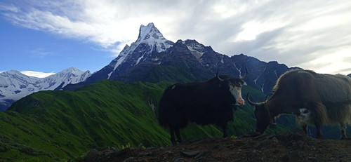Mardi-Himal-Trek 22.jpg