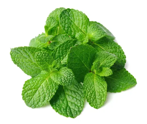 0024878 fresh mint leaves