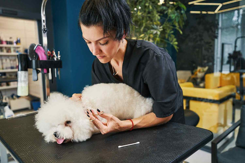 The Tip’s Tale Why It Matters for Pet Groomers.jpg