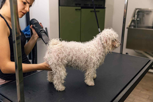 How Do You Make Your Pet Grooming Salon the Best Place for Pets.png