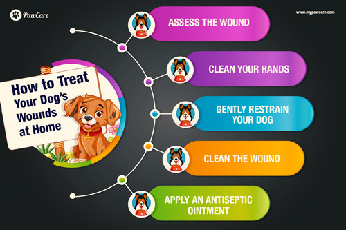 How to treat your dog’s wounds at home.jpg