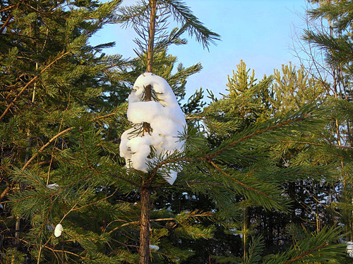 DSCN2155 1.jpg