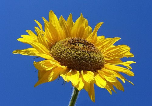 1200px Sunflower from Silesia2