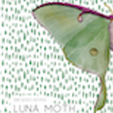Giant Gentle Luna Moth