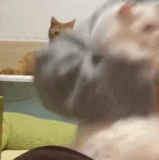 嘴里的鸡腿突然不香了.gif