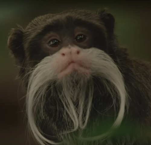 tamarin.png