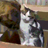 3R2gB7CjcnVaYHA.gif
