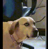 这眼神我确定是看见了智障.gif