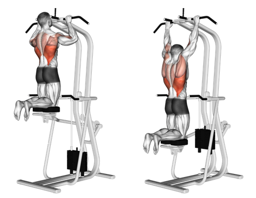 assisted pull up muscles 768x594.png