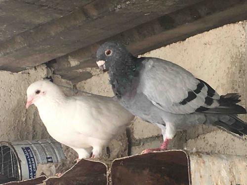 727A6D32 6A7A 4CC1 99A5 C4EA2B37A90C.jpg