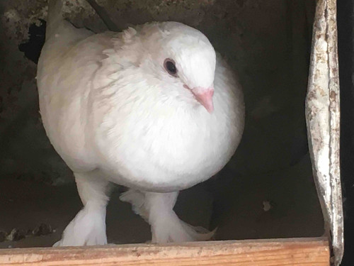 83AADAFF D583 4423 9C78 D146364F4AA5.jpg