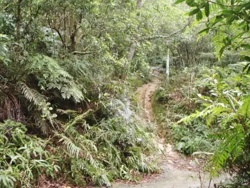 00003 大崙頭山古道.webp