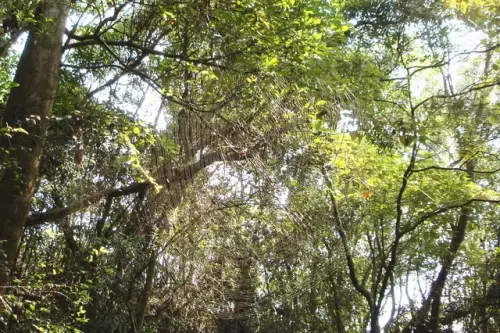 00010 石光古道.webp