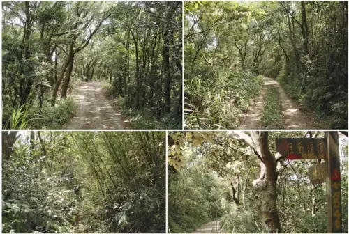 00013 石光古道往面埔頂山叉路.webp