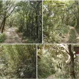 00013 石光古道往面埔頂山叉路