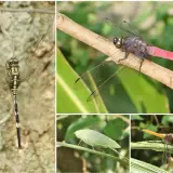 石光古道的蜻蜓