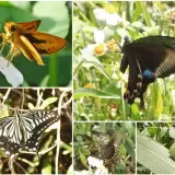 石光古道的蝴蝶