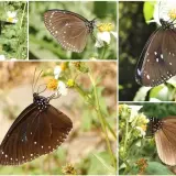 石光古道的紫斑蝶