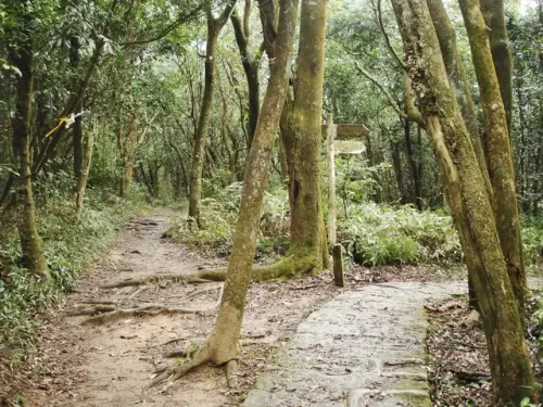 00008 大崙頭山北面步道.webp