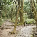 00008 大崙頭山北面步道