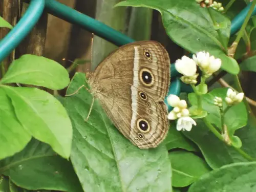 00013 姬蛇目蝶.webp