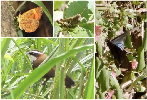 00012 猴山岳步道的自然生物.webp