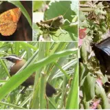 00012 猴山岳步道的自然生物