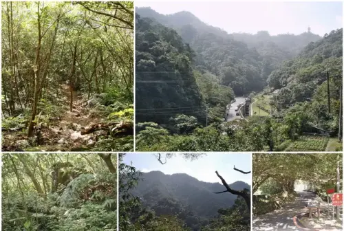 00015 草湳大榕樹.webp