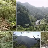 00015 草湳大榕樹