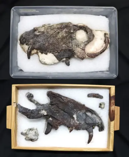 cranio Pampaphoneus biccai 842x1024.webp