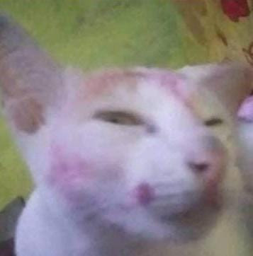 image.jpg