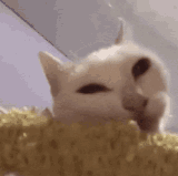 cat kitty[1].gif