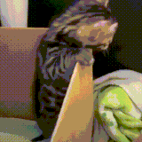 kot.gif