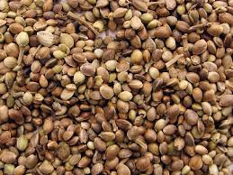 Marijuana Seeds for Sale in Oklahoma.jpg