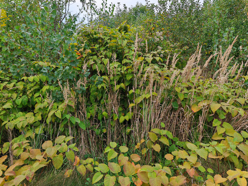 IMG 20230913 164838.jpg