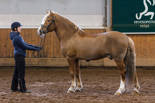 ponuveikko IMG 6696.jpg