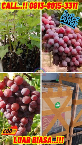 BISA COD ! H.Tovix CALL: 0813-8015-3311 Jual Pohon Anggur Jenis Ninel Ke Bunguran Batubi-Natuna.jpg