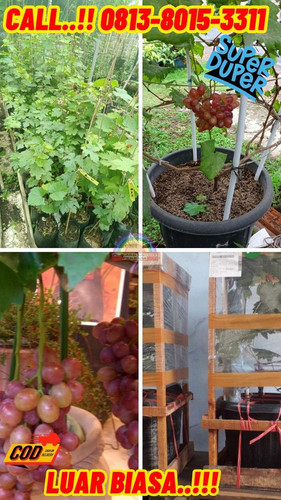 AMANAH ! H.Tovix CALL: 0813-8015-3311 Jual Pohon Anggur Kerdil Ke Pulau Laut-Natuna.jpg