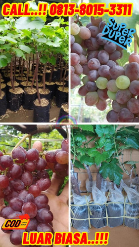 UNGGULAN ! H.Tovix CALL: 0813-8015-3311 Jual Pohon Anggur Jupiter Ke Bunguran Barat-Natuna.jpg