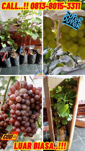 TERMURAH ! H.Tovix CALL: 0813-8015-3311 Jual Pohon Anggur Kecil Ke Bunguran Utara-Natuna.jpg