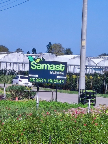 samast (70)