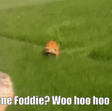 ezgif 2 7b4741869b.gif