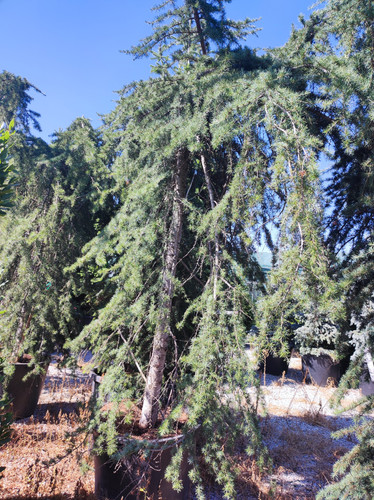 Buyukcamlica (24).jpg