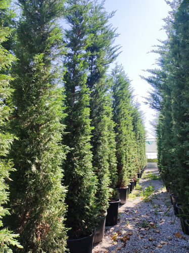 Buyukcamlica (1).jpg