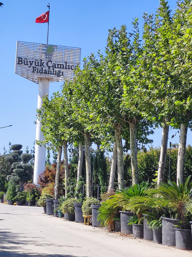 Buyukcamlica (6).jpg