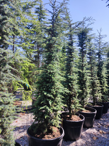 Buyukcamlica (5).jpg